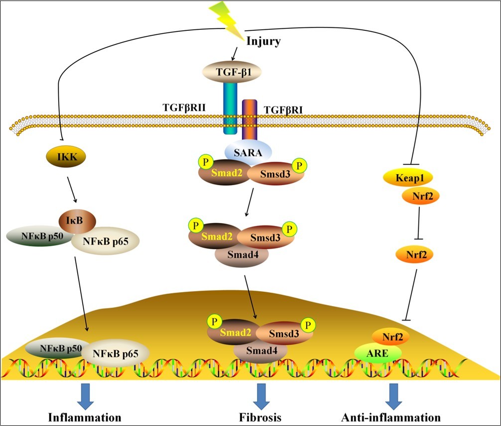 The molecular mechanisms of renal fibrosis. Once an injury occurs in kidney, activated NF-κB and TGF-β/Smad pathways, as well as inhibited Nrf2 pathway were observed. The activation of NF-κB and                   TGF-β/Smad pathway induce inflammation and fibrosis, while the activation of Nrf2 pathway results in                  anti-inflammatory effects.