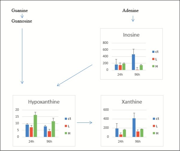 Disorder of nucleoside metabolism at 24 and 96 h of exposure for the control group (blue), L group (red), and H group (green) in liver of carp fish. The values on the y-axis were                    normalized, divided by fish weight, and multiplied by 105 (unit, mg−1). Results are represented as means ± SE