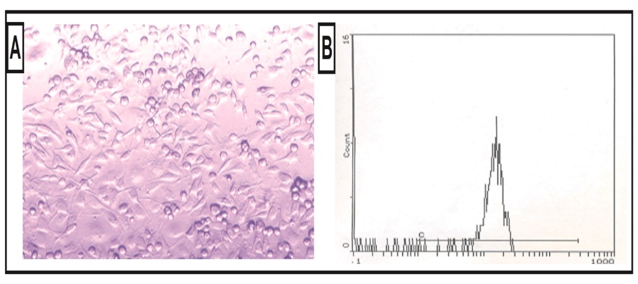 Typical morphological aspects of MSCs where they were identified by their fusiform fibroblast-like structure (A); and flowcytometric characterization analysis; showing cells that were uniformly positive for CD29 (B).