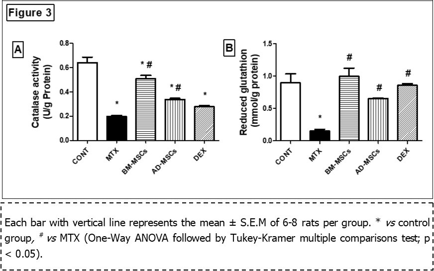 Effect of treatment with BM-MSCs or AD-MSCs on catalase activity (A) and     reduced glutathione content (B) as compared with Dex in MTX-induced intestinal injury in rats.