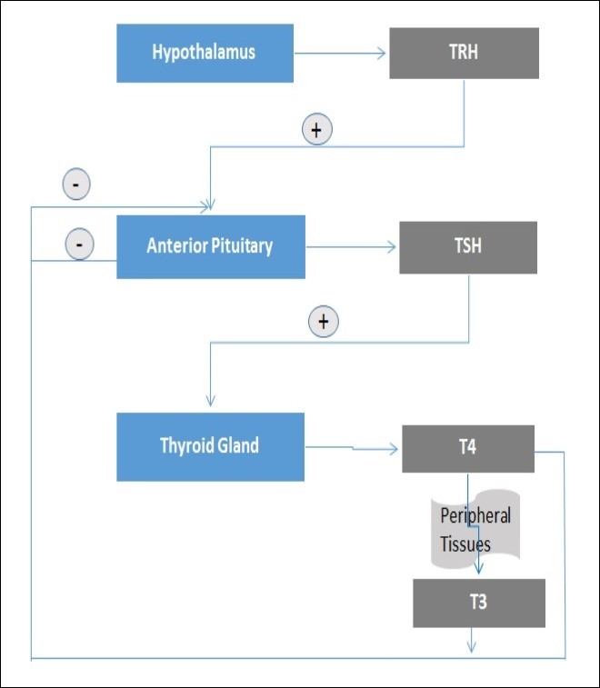 Thyroid hormones synthesis. The synthesis of thyroid hormones begins with hypothalamic stimulation. Increased level of T4 or T3 hormones suppress basal TSH levels by negative feedback and inhibit the TSH response to TRH.