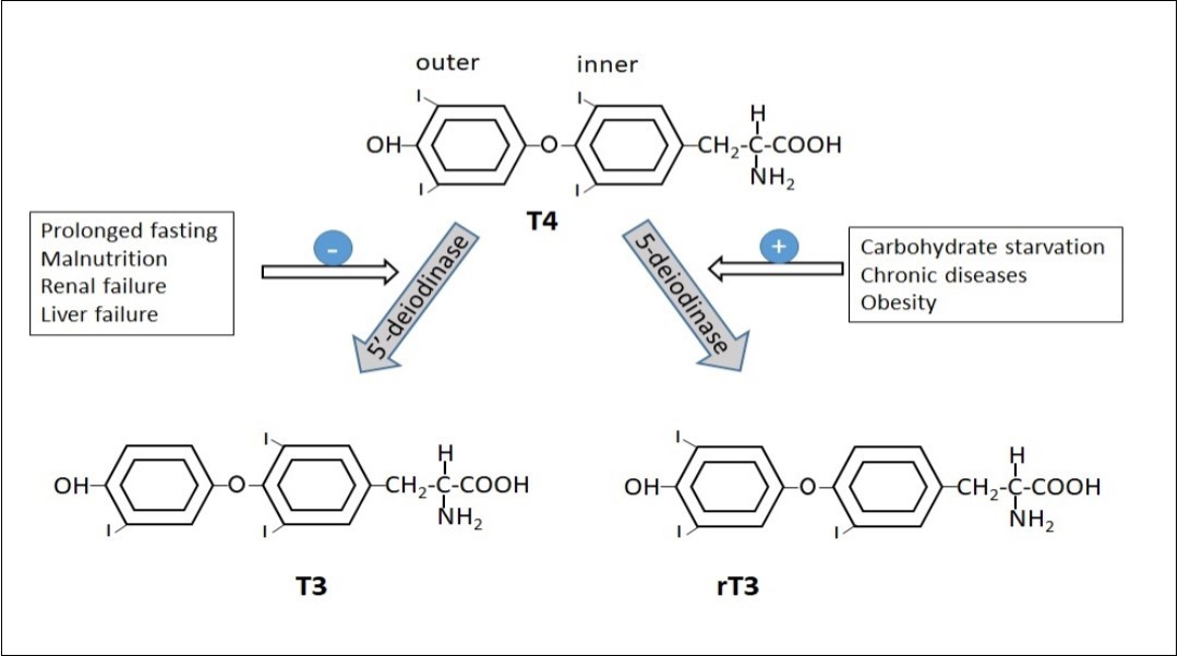 The 5’ and 5-deiodinase enzyme activity in obesity, prolonged fasting and chronic diseases.
