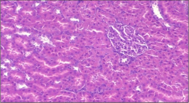 Photomicrogragh of  kidney section of          control rat showing normal rounded capsules with normal Bowman,s glomeruli, round proximal tubules  and elongated   distal tubules with high cuboidal cells , (H&E) (40X).