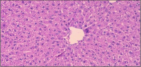 Photomicrogragh of liver section of control rat showing normal architecture Hepatocytes, blood sinusoid and central vein, (H&E) (40X).