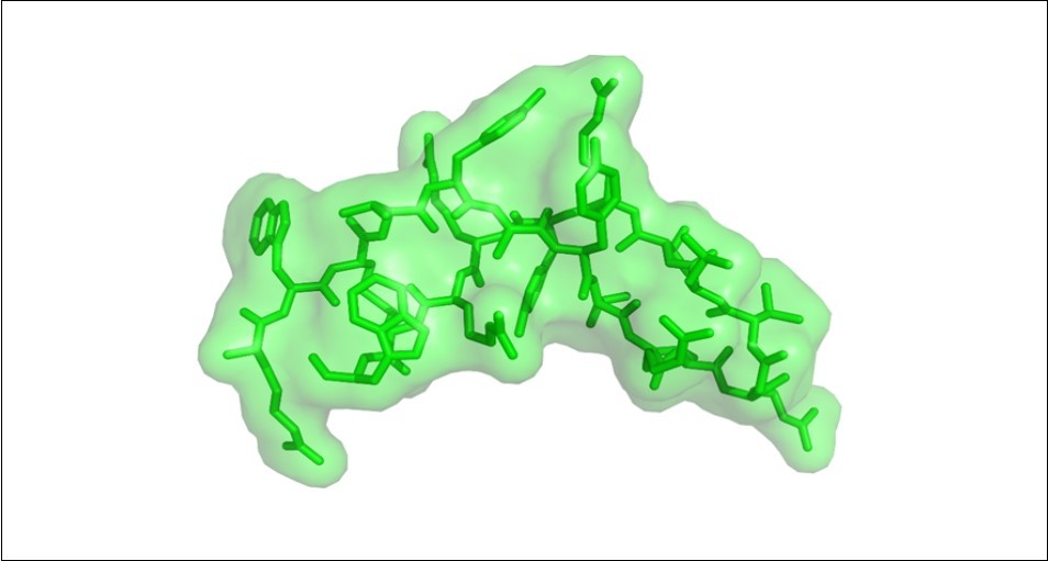 The arenicin structure. The conformational structure of the peptide folds into an antiparallel beta-sheet comprising two strands, which are important for its antimicrobial activity. Arenicin has a high affinity for lipids and disrupt fungal and other microorganisms membrane.