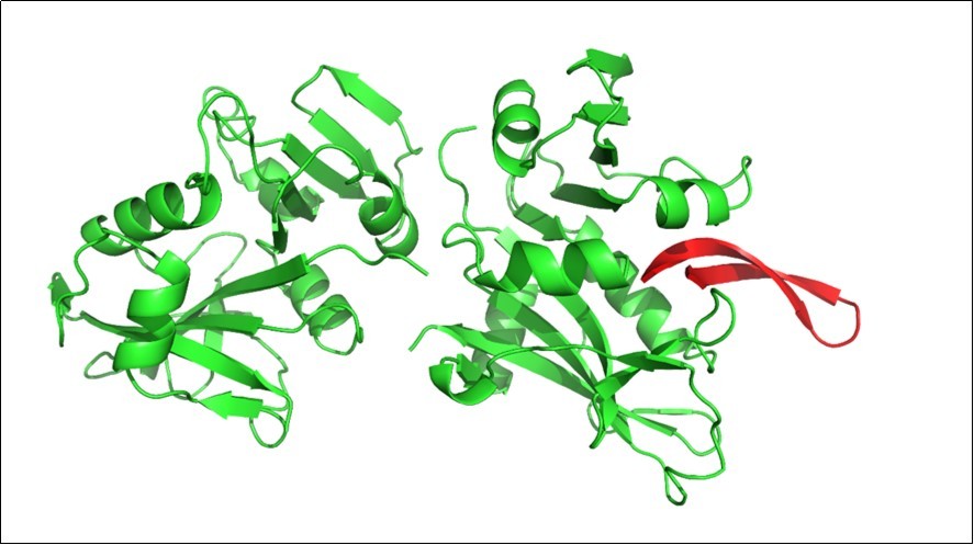 Dihydrofolate reductase (DHFR) interaction with arenicin. DHFR is a homodimeric protein and the inhibitor marine compound arenicin binds to a loop within the active site of the protein. Arenicin anchors inside the active site and alter slightly the conformational               structure of DHFR. Green – DHFR; red – arenicin.