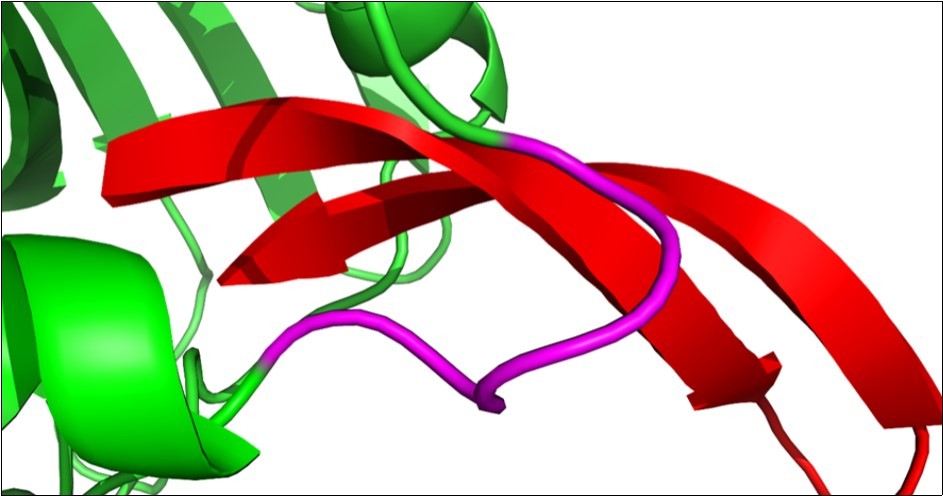 Arenicin anchors inside the active site of dihydrofolate reductase. The loop in the active site of DHFR (pink) contains the five amino acid                    residues Ile-Pro-Gln-Lys-Phe. The binding of the inhibitor compound arenicin within the active site of the enzyme might hinder the efficiency of interaction between DHFR and partner proteins and consequently reduces its activity