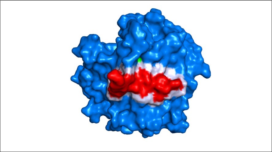 Surface overview of EBG and arenicin interaction. Arenicin (red) binds to EBG and invades a pocket region of the protein that has amino acid residues belonging to the active site. Blue – EBG; red – arenicin; white – interface of interaction between the inhibitor peptide arenicin and EBG; green – hot spot residue.