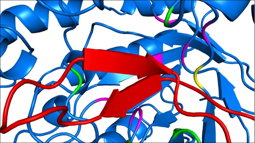 Arenicin and the pocket region of EBG. Arenicin (red) binds to EBG and invades a pocket region of the protein that has amino acid residues belonging to the active site (pink). Green amino acids are hot spots on EBG and the yellow amino acid residue was classified as a hot spot and belongs to the active site of EBG, an important residue for inhibiting assays.