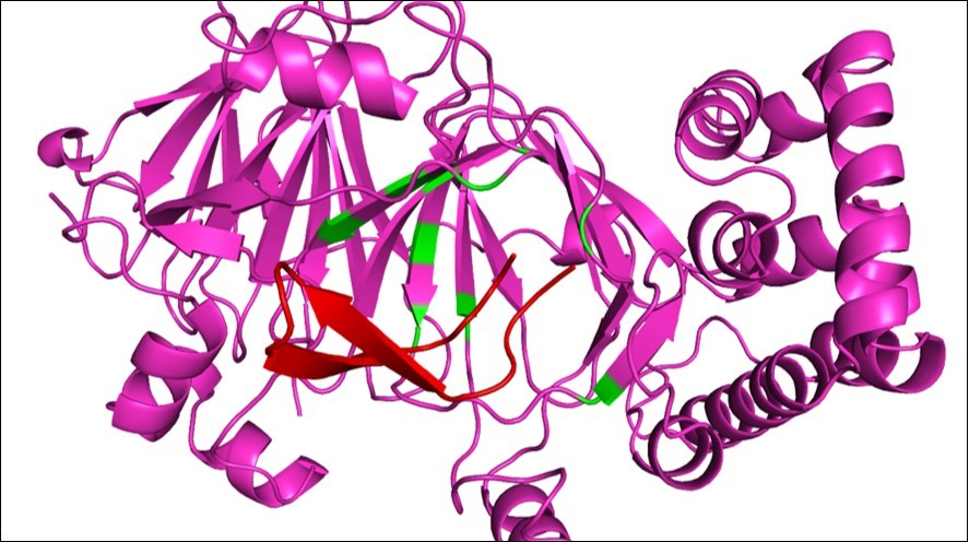 Arenicin surrounded by hot spot residues on CYP51 structure. Arenicin (red) binds to CYP51 (pink) and interacts with hot spot residues. Green amino acids are hot spots on CYP51, the conformation of the region of interaction changes, affecting the ability of the protein to perform its function.