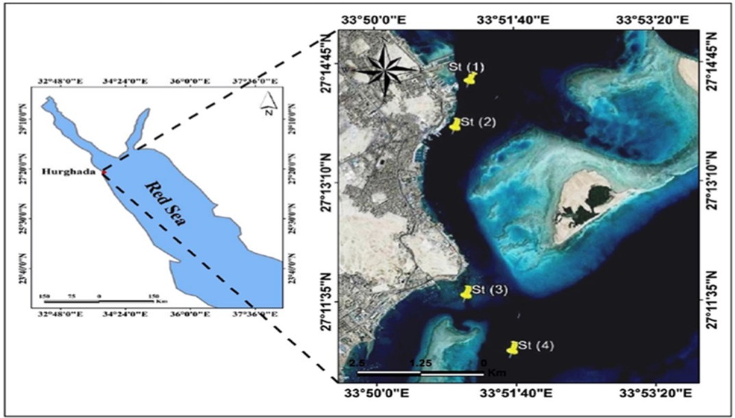 Locations of selected stations in the northern Red Sea of Egypt