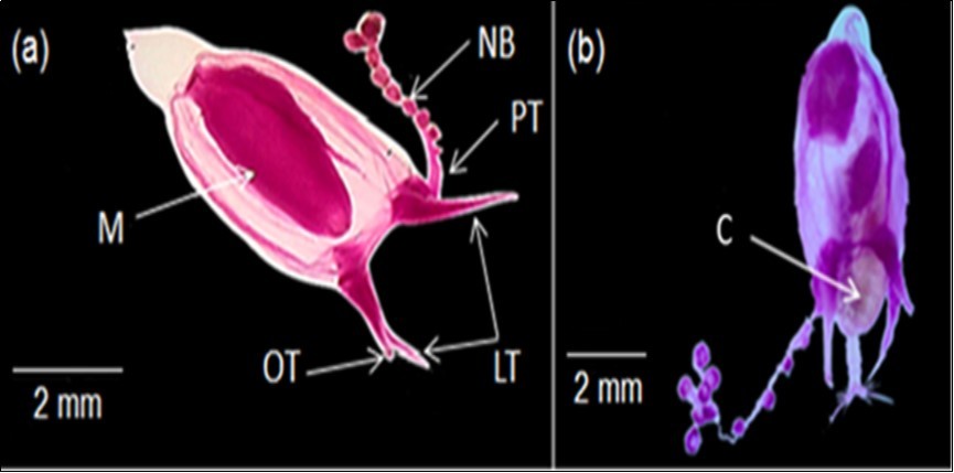 C. bigelowi in the Red Sea, Egypt; a) Adult medusa showing manubrium (M),               principle long tentacle (PT), nematocyst bulbs (NB), lateral short tentacles (LT) and opposite short tentacle (OT),  and b) Mature medusa eating copepod (C).