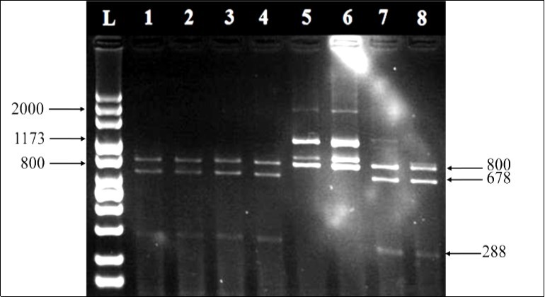 RFLP profiles of 18S nrDNAs digested with Taq I. Clade A isolated from Stylophora pistillata (lanes 1 and 2), Stylophora wellsi (lane 3), Pocillopora    verrucosa (lane 4), and Millepora dichotoma (lane 8) while clade C had been    isolated from Acropora pharaonis and Acropora humilis (lanes 5 and 6, respectively). A+C combination (lane 7) was isolated from Pocillopora verrucosa.