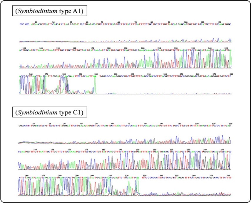 ITS2 electropherogram of Symbiodinium A1 and C1 isolated from                     Stylophora pistillata and Acropora pharaonis, respectively.