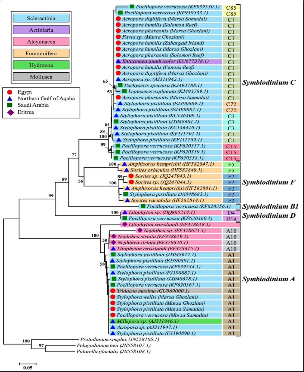 Reconstruction of ITS2 phylogenetic tree between members of Symbiodinium harbored by          different taxa of invertebrates in the Red Sea. The phylogenetic distance was inferred by                            Neighbor-Joining method. Only bootstrap values >50% are shown.