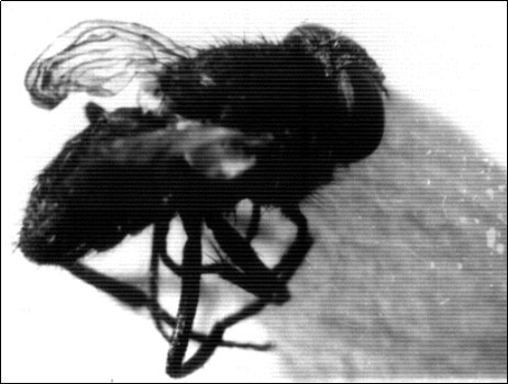 Showing adult house fly Musca vicina of almost normal size.