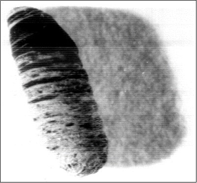 Showing larval – pupal                    intermediates. X31.2.