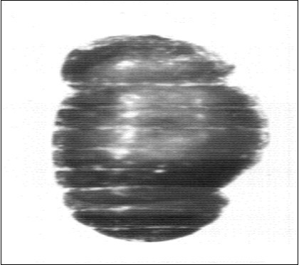 Showing a constricted pupa. X34.7.