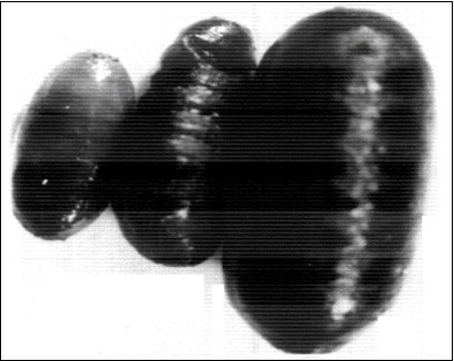 Showing; a-Small pupa,                    b-Crumpled pupa, c-Normal pupa with normal size. X53.3.