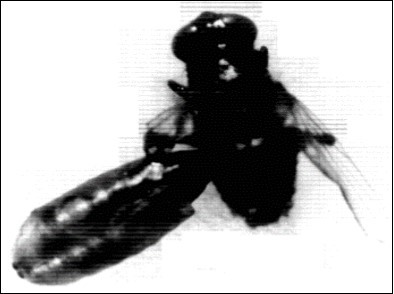 Showing adult house fly Musca              vincina that remains attached to its puparium. X32.