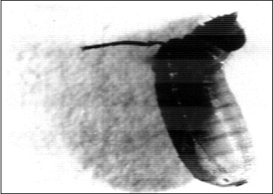 Showing: Head and a leg of the adult fly Musca vicina that remains                  attached to its light X 63.