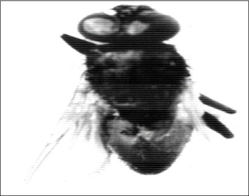 Showing adult with incomplete broken wings. X31.