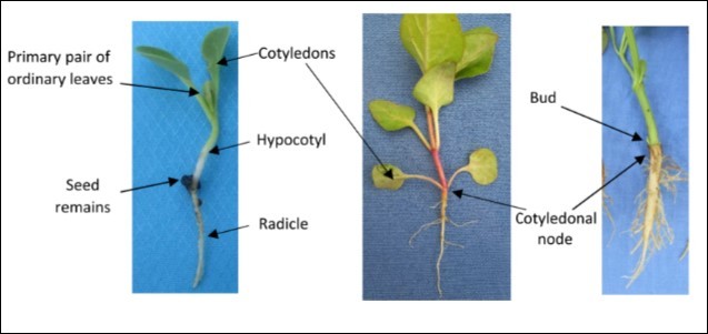 Left: Mauka seedling 15 days after sowing in the field. Centre: Mauka                    seedling 29 days after emergence, with cotyledons and two pairs of true leaves. Note: the radicle and hypocotyl have formed a unit, below the cotyledons, and the thickening has                 begun. Right: Mauka seedlings, 60 days after emergence. Note: the cotyledonal knot has thickened and an outbreak has arisen, beginning the formation of the crown and the                system of secondary stems.