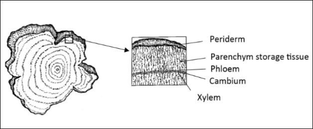 Cross section of the tuberous Mauka root and detail of the growth and                  reserve storage tissues.