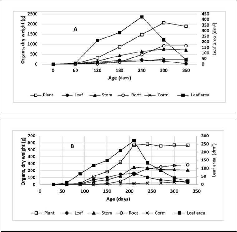 Growth dynamics of dry matter) in the Mauka plant (landrace III) and its organs, originated from corms (A) and seed (B). Sources: A. 46, B. 23.