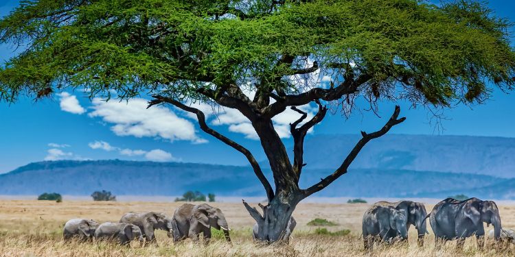 Article: Distribution and Conservation Challenges of Diurnal Large Mammals in Bayo Community Managed Forest, Salamago Woreda, South Omo Zone, Southern      Ethiopia 