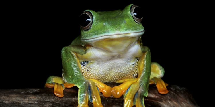 Article: Size structure, weight-length relationship and condition factor K of the endogenous Cameroon giant frog Conraua goliath (Boulenger, 1906) in its natural environment