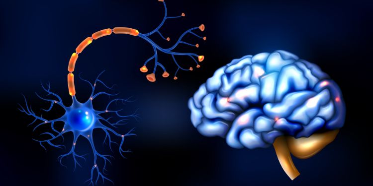 Article: Pain Perception Modulates Synaptic and Somatic Plasticity in the Dentate Gyrus of Rats