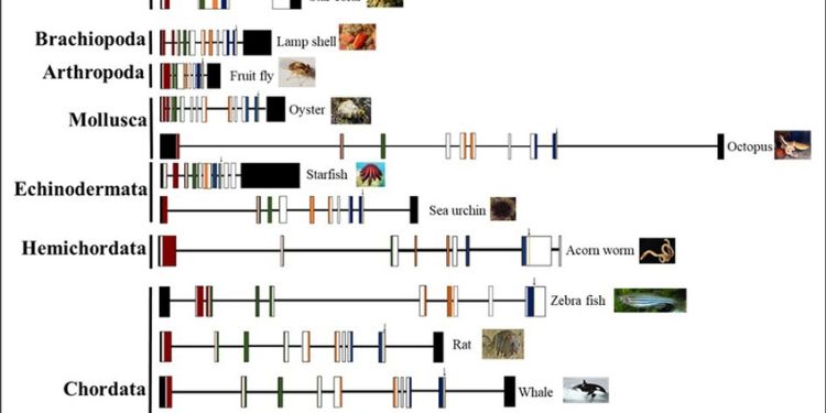 Article: Rbm45 Phylogenetics, Protein Domain Conservation, and Gene Architecture in Clade Metazoa