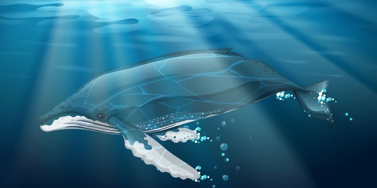 International Marine Science Journal - Whale krill consumption